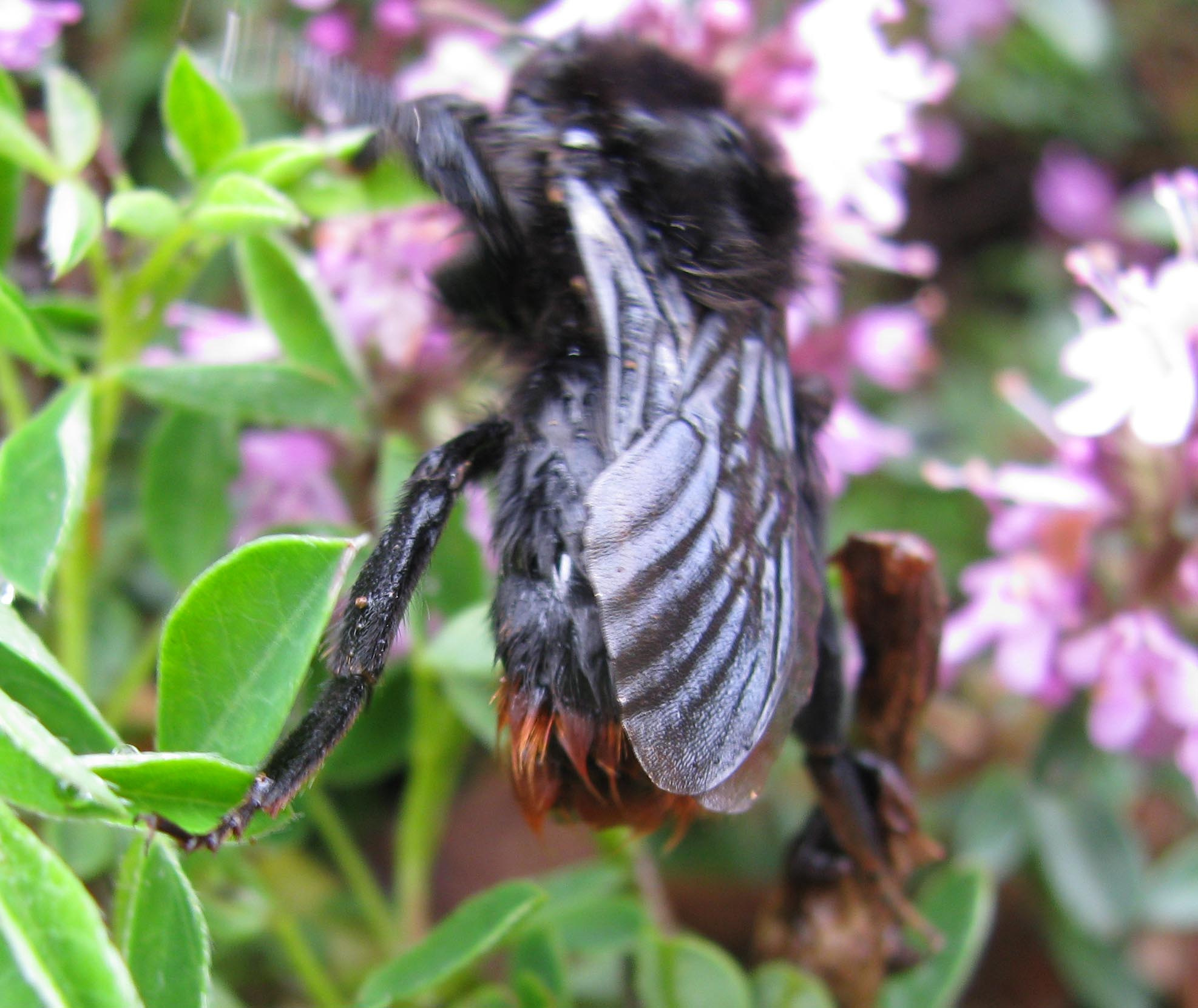 Bombus (Psithyrus) rupestris.